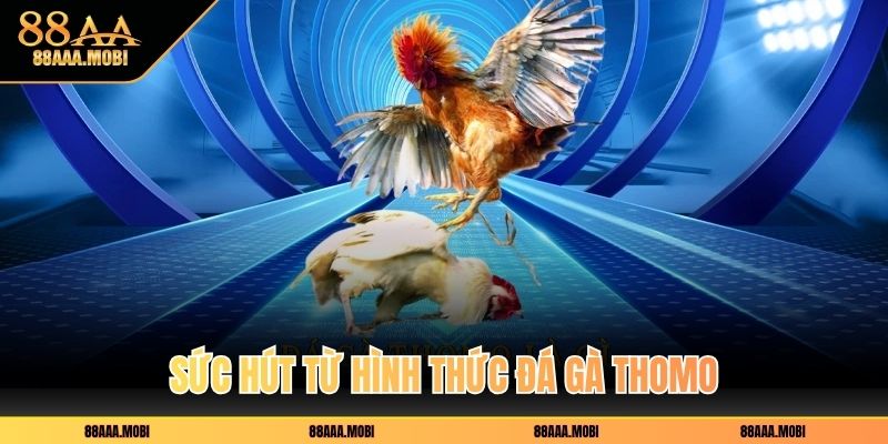Sức hút từ hình thức đá gà Thomo