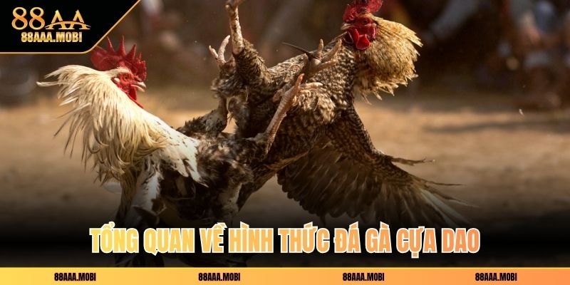 Tổng quan về hình thức đá gà cựa dao